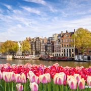 Amsterdam city skyline at canal waterfront with spring tulip flower, Amsterdam, Netherlands